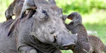 Від комунікації до співпраці: які секрети тварин розкрило нове дослідження (фото)