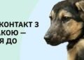 Туристи привезли з гори Пікуй на Львівщину собаку зі сказом