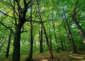 Біля Львова створять новий природоохоронний заказник «Хомичеві пагорби»