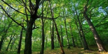Біля Львова створять новий природоохоронний заказник «Хомичеві пагорби»