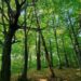 Біля Львова створять новий природоохоронний заказник «Хомичеві пагорби»