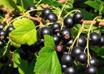 Що приготувати із смородини: прості й смачні ідеї для літа