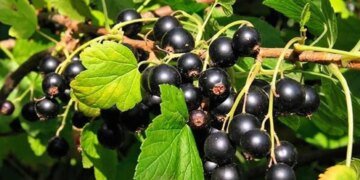 Що приготувати із смородини: прості й смачні ідеї для літа