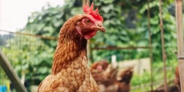 Яйця від курей вільного вигулу не такі вже й хороші: удвічі гірші, ніж у тих, що утримуються в неволі