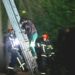 Кіт заманив господарку на дерево: у Львові рятувальники прийшли на допомогу