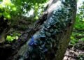 У львівському парку «Знесіння» відкрили артоб’єкт із фрагментів історичного скла