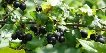 Топ-3 рецепти зі смородини: сезонні страви з насиченим ягідним смаком