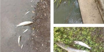 Які види риби масово загинули у річці на Львівщині: висновок фахівців