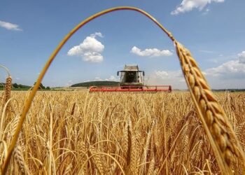 Жнива на Львівщині: озимий ячмінь показав кращу врожайність, ніж торік