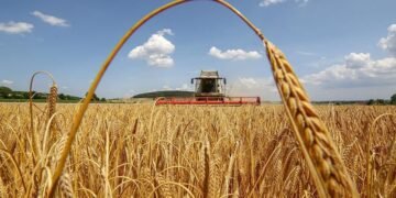 Жнива на Львівщині: озимий ячмінь показав кращу врожайність, ніж торік