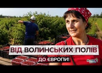 Господарство на Волині планує зібрати 350 т малини і все відправити на експорт