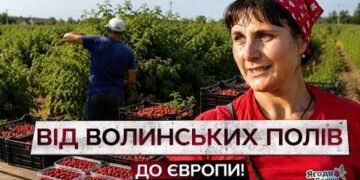 Українські виробники ягід нарощують експорт до ЄС та США