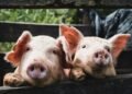 KSG Agro у І пів.-2026 збільшив чистий прибуток у 6,7 раза за зниження виручки на 40%