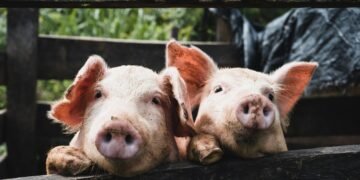 KSG Agro у І пів.-2026 збільшив чистий прибуток у 6,7 раза за зниження виручки на 40%