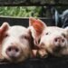 KSG Agro у І пів.-2026 збільшив чистий прибуток у 6,7 раза за зниження виручки на 40%