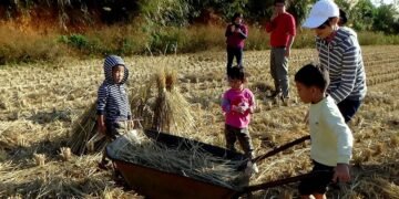 Розпещених китайських дітей відправляють годувати свиней, щоб вони “навчилися цінувати сім’ю”