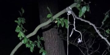 На Львівщині судитимуть чоловіка, який повісив собаку сусідки на дереві