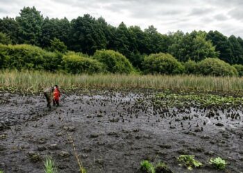 Діти врятували життя: на Львівщині жінка застрягла у болоті