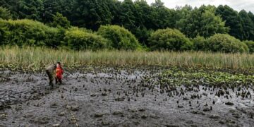 Діти врятували життя: на Львівщині жінка застрягла у болоті
