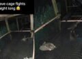 Повний хаос: дитинчат єнотів зняли на відео, коли вони билися між собою (відео)