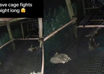 Повний хаос: дитинчат єнотів зняли на відео, коли вони билися між собою (відео)