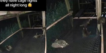 Повний хаос: дитинчат єнотів зняли на відео, коли вони билися між собою (відео)