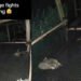 Повний хаос: дитинчат єнотів зняли на відео, коли вони билися між собою (відео)