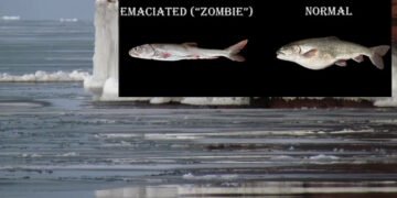 У темних і глибоких водах озера відбувається щось дивне: водойма кишить зомбі-рибами (відео)