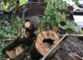 Дупла, загнивання та нахил: у Львові пояснили, чому зрізали два дерева на Шота Руставелі