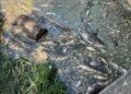 Вода з водойм Борщагівки: що показали перші аналізи після загибелі трьох тонн риби
