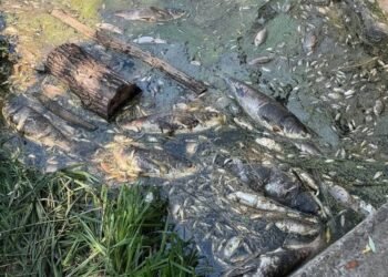 Вода з водойм Борщагівки: що показали перші аналізи після загибелі трьох тонн риби