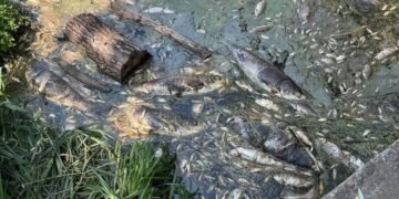 Вода з водойм Борщагівки: що показали перші аналізи після загибелі трьох тонн риби