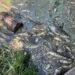 Вода з водойм Борщагівки: що показали перші аналізи після загибелі трьох тонн риби