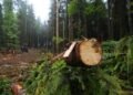 На Львівщині через незаконну вирубку 134 дерев підприємство сплатило громаді понад 1 млн грн