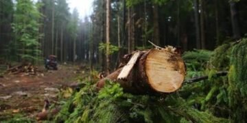 На Львівщині через незаконну вирубку 134 дерев підприємство сплатило громаді понад 1 млн грн