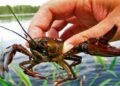 На Львівщині з 15 серпня заборонять ловити раків: порушникам загрожують штрафи