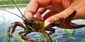 На Львівщині з 15 серпня заборонять ловити раків: порушникам загрожують штрафи