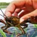 На Львівщині з 15 серпня заборонять ловити раків: порушникам загрожують штрафи