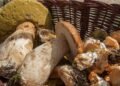 Які гриби не можна купувати на стихійних ринках і чому це може бути небезпечно