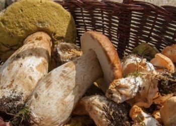 Які гриби не можна купувати на стихійних ринках і чому це може бути небезпечно