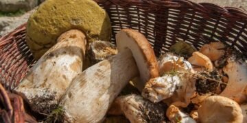 Які гриби не можна купувати на стихійних ринках і чому це може бути небезпечно