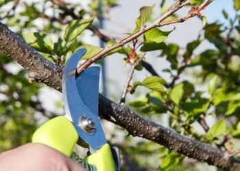 Які дерева обрізають восени, а які краще не чіпати: правила осіннього догляду за садом