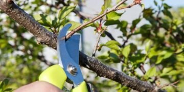 Які дерева обрізають восени, а які краще не чіпати: правила осіннього догляду за садом