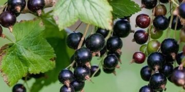 Що робити зі смородиною після збору ягід: 7 кроків для здорового куща і врожаю наступного року