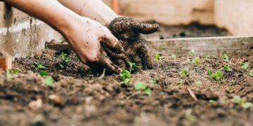 Що посадити на городі у вересні: 10 культур, які ще встигнуть вирости
