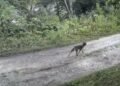 Вовки, кабани та козулі: на Самбірщині прикордонні камери зняли диких тварин – ВІДЕО