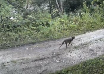 Вовки, кабани та козулі: на Самбірщині прикордонні камери зняли диких тварин – ВІДЕО