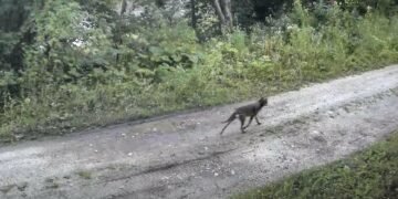 Вовки, кабани та козулі: на Самбірщині прикордонні камери зняли диких тварин – ВІДЕО