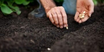 Які квіти посадити у вересні, щоб вони зацвіли навесні
