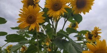28 серпня: Яке сьогодні свято, все про цей день